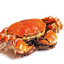 鑫农社 阳澄湖大闸蟹 美味鲜活 雌雄组合6只特惠装 [1.65-1.95斤]