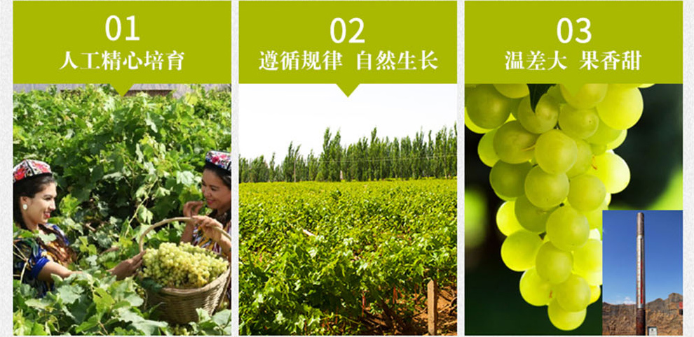 产地直供-新疆无核白-聚惠商城-高端时尚品牌综合百货购物网站 100%