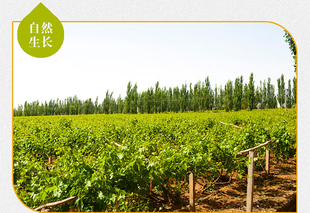 产地直供-新疆无核白-聚惠商城-高端时尚品牌综合百货购物网站 100%