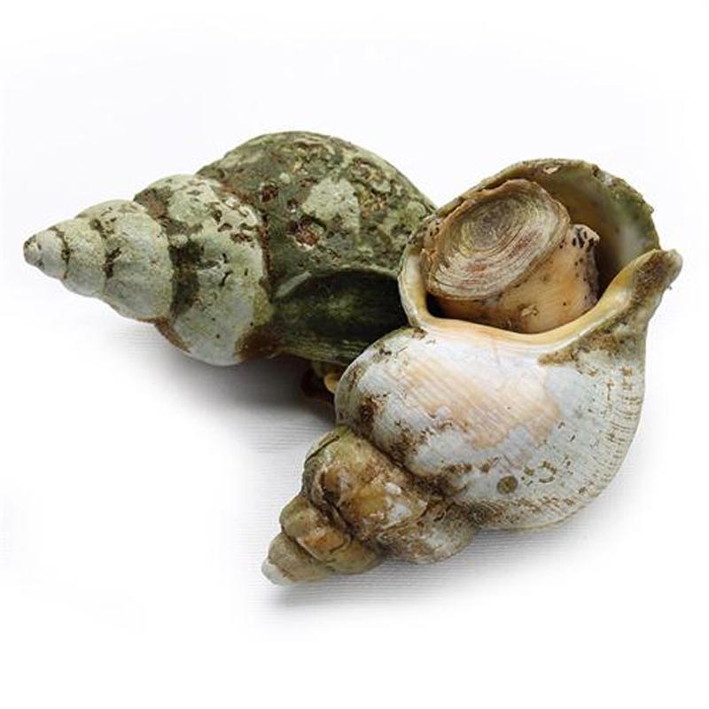 易果生鲜 加拿大翡翠螺(大) 106257[360g] - 民生